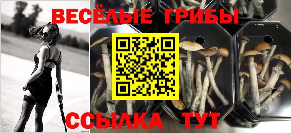 Псилоцибиновые грибы мухоморы  Вход с VPN  Галлюциногенные грибы Psilocybine cubensis  Благодарный 
